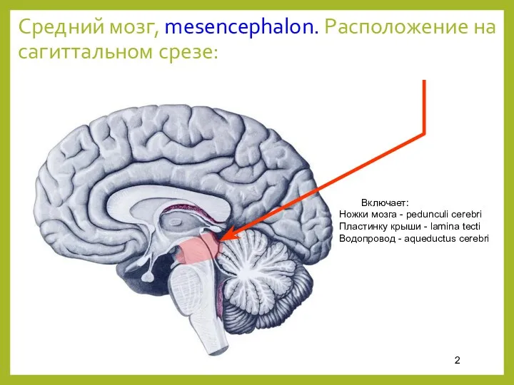 Средний мозг, mesencephalon. Расположение на сагиттальном срезе: Включает: Ножки мозга