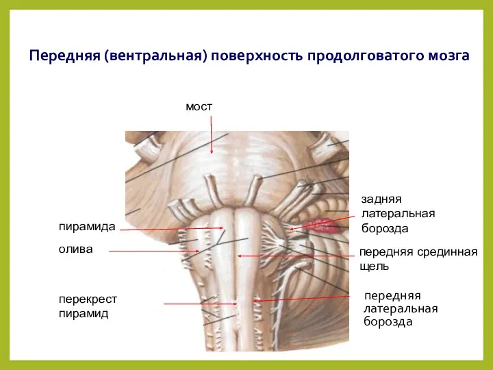 Передняя (вентральная) поверхность продолговатого мозга передняя латеральная борозда мост передняя