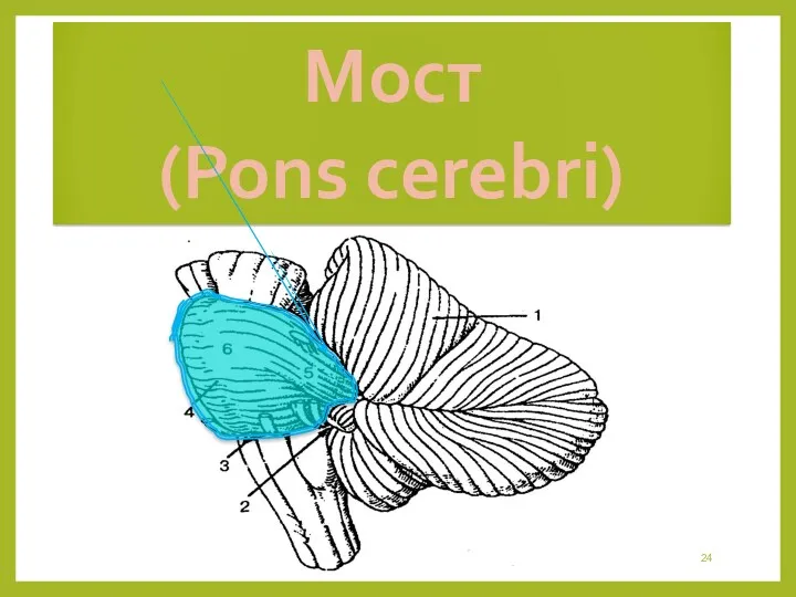 Мост (Pons cerebri)