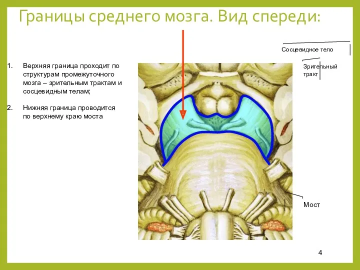 Границы среднего мозга. Вид спереди: Верхняя граница проходит по структурам