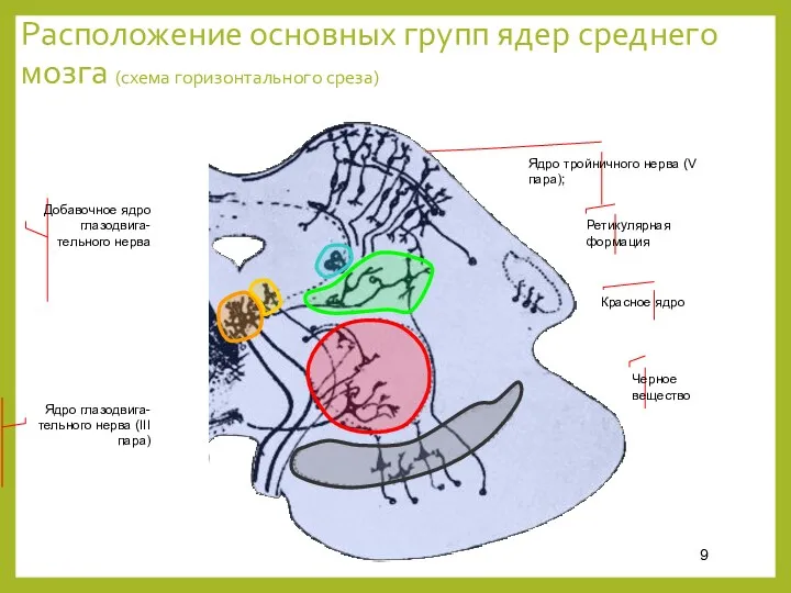 Расположение основных групп ядер среднего мозга (схема горизонтального среза) Ядро