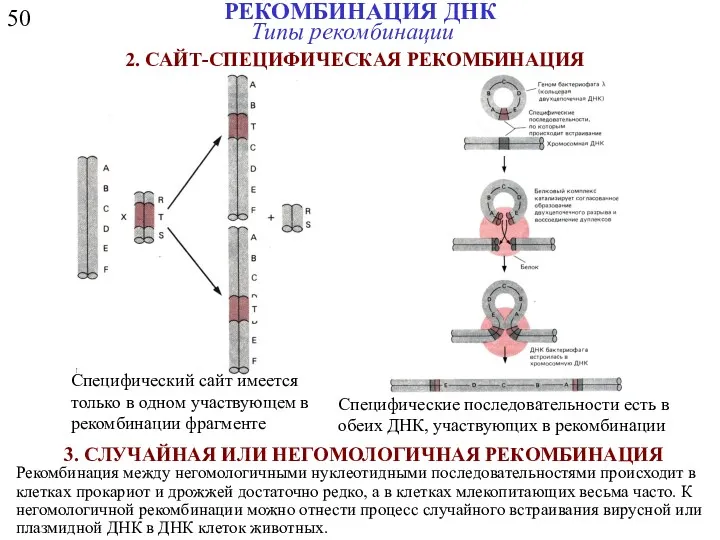50 РЕКОМБИНАЦИЯ ДНК Типы рекомбинации 3. СЛУЧАЙНАЯ ИЛИ НЕГОМОЛОГИЧНАЯ РЕКОМБИНАЦИЯ