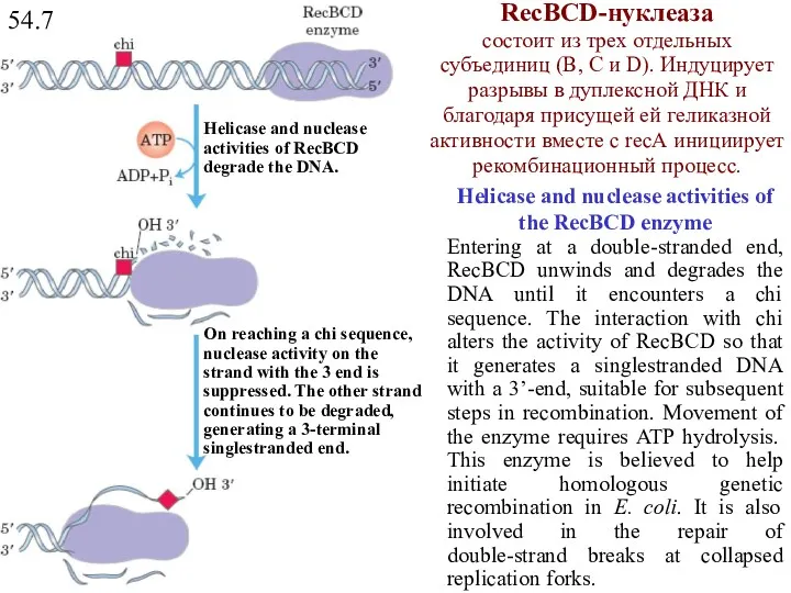 54.7 Helicase and nuclease activities of the RecBCD enzyme Entering