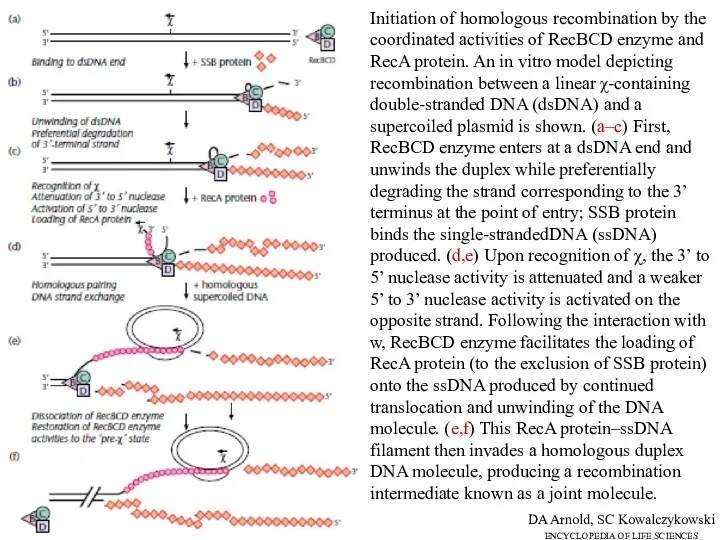Initiation of homologous recombination by the coordinated activities of RecBCD