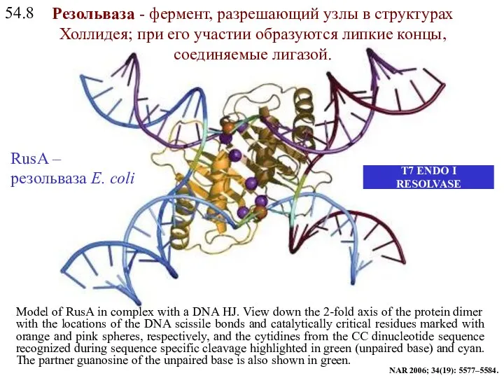 54.8 T7 ENDO I RESOLVASE Model of RusA in complex