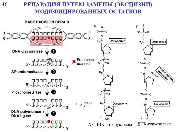 46 РЕПАРАЦИЯ ПУТЕМ ЗАМЕНЫ (ЭКСЦИЗИИ) МОДИФИЦИРОВАННЫХ ОСТАТКОВ ДНК-гликозилазы AP-ДНК-эндонуклеазы Phosphodiesterase