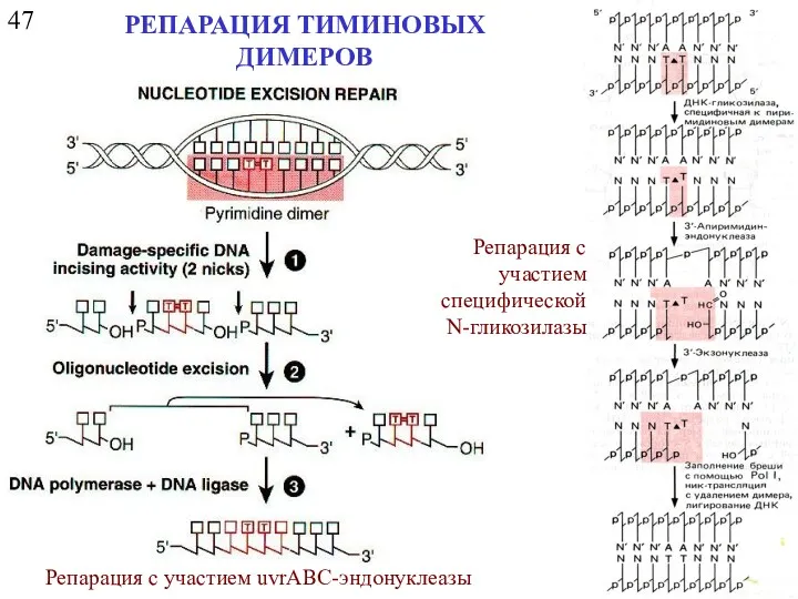 47 РЕПАРАЦИЯ ТИМИНОВЫХ ДИМЕРОВ Репарация с участием uvrABC-эндонуклеазы Репарация с участием специфической N-гликозилазы