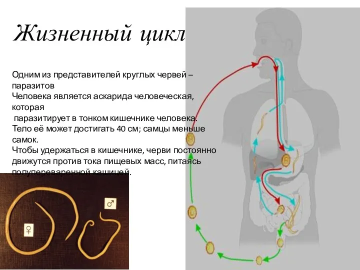 Жизненный цикл Одним из представителей круглых червей – паразитов Человека