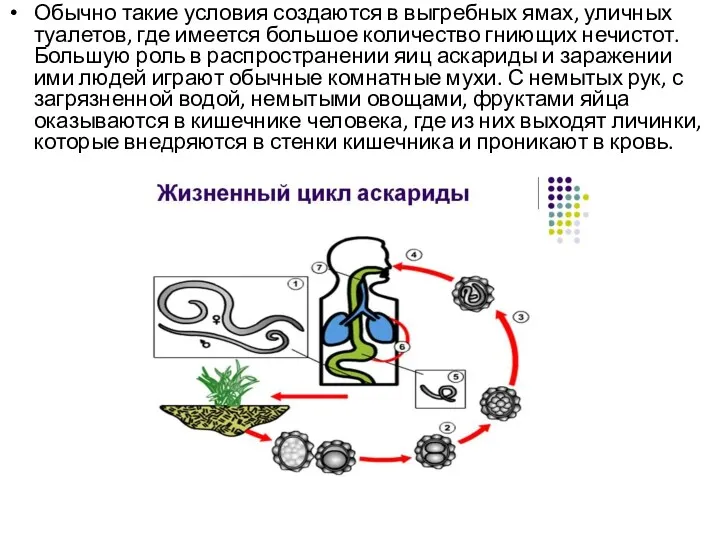 Обычно такие условия создаются в выгребных ямах, уличных туалетов, где