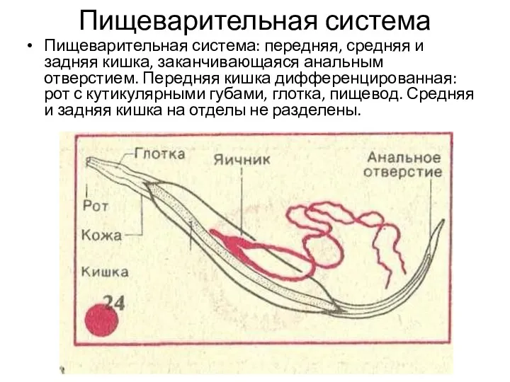 Пищеварительная система Пищеварительная система: передняя, средняя и задняя кишка, заканчивающаяся