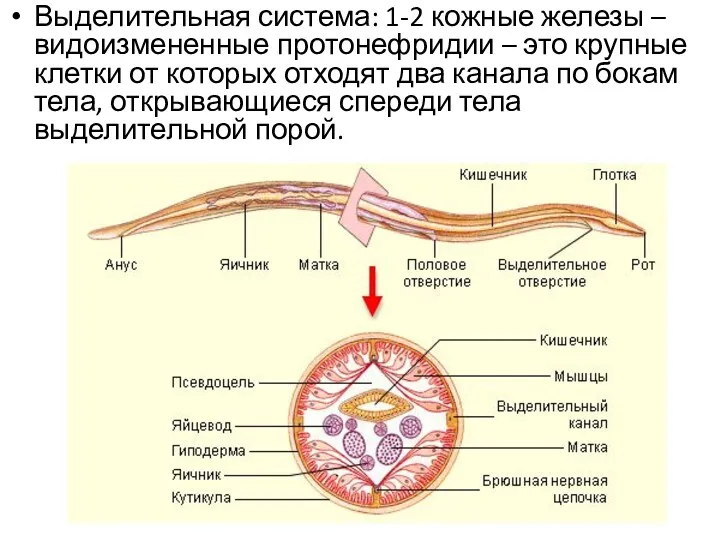 Выделительная система: 1-2 кожные железы – видоизмененные протонефридии – это