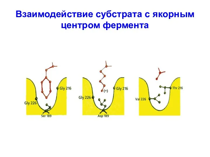 Взаимодействие субстрата с якорным центром фермента