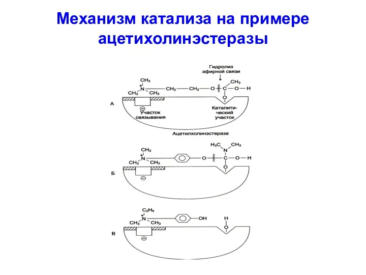 Механизм катализа на примере ацетихолинэстеразы