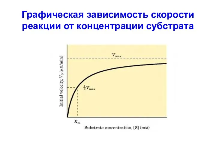 Графическая зависимость скорости реакции от концентрации субстрата