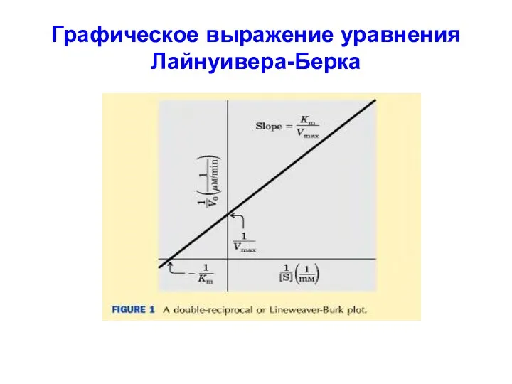 Графическое выражение уравнения Лайнуивера-Берка