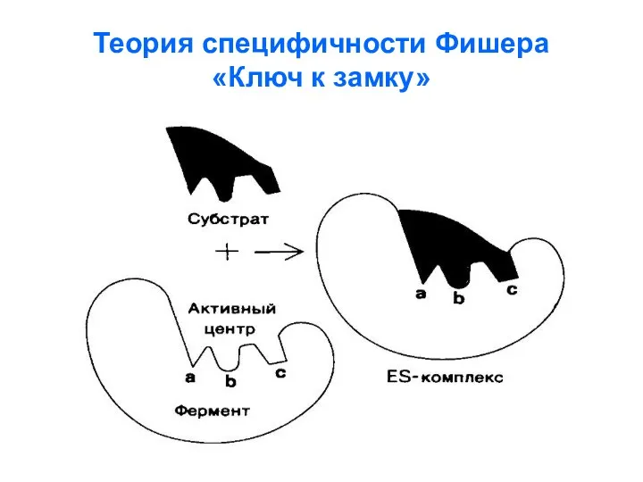 Теория специфичности Фишера «Ключ к замку»