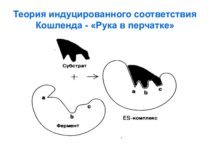 Теория индуцированного соответствия Кошленда - «Рука в перчатке»