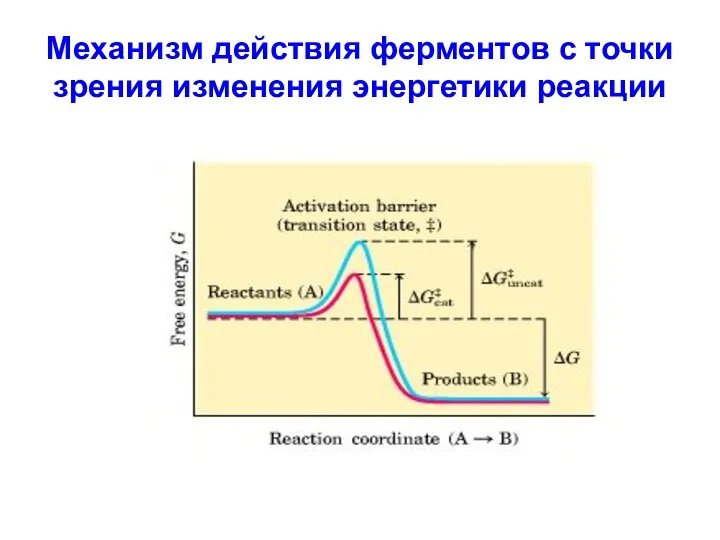 Механизм действия ферментов с точки зрения изменения энергетики реакции