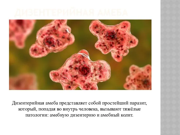ДИЗЕНТЕРИЙНАЯ АМЕБА Дизентерийная амеба представляет собой простейший паразит, который, попадая