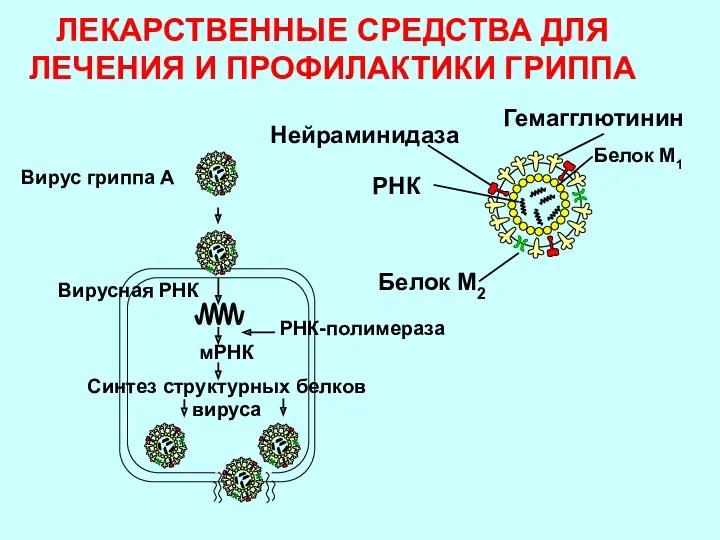 ЛЕКАРСТВЕННЫЕ СРЕДСТВА ДЛЯ ЛЕЧЕНИЯ И ПРОФИЛАКТИКИ ГРИППА