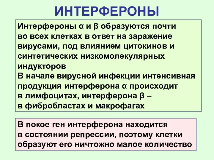 ИНТЕРФЕРОНЫ Интерфероны α и β образуются почти во всех клетках