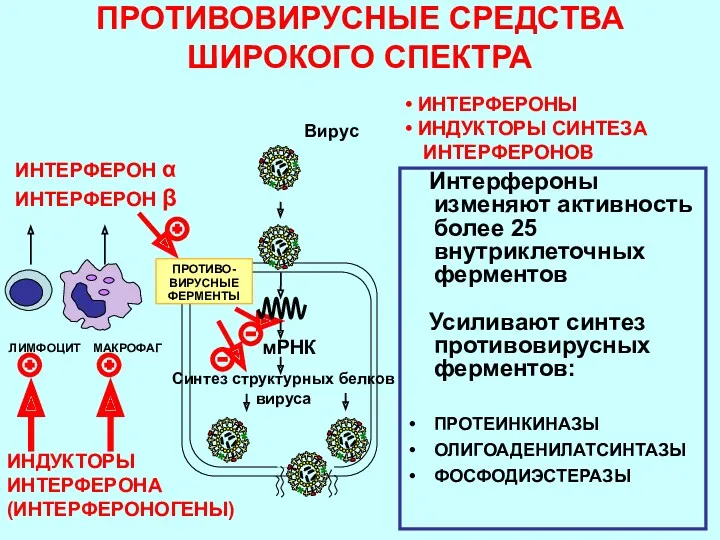 ПРОТИВОВИРУСНЫЕ СРЕДСТВА ШИРОКОГО СПЕКТРА Интерфероны изменяют активность более 25 внутриклеточных