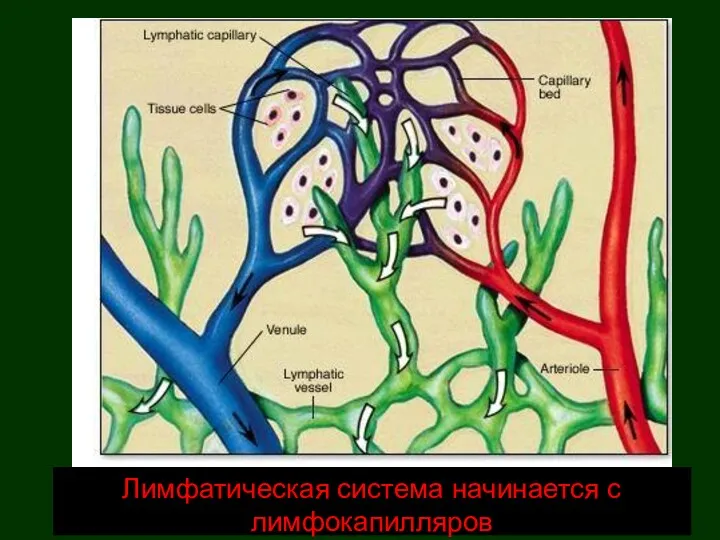 Лимфатическая система начинается с лимфокапилляров