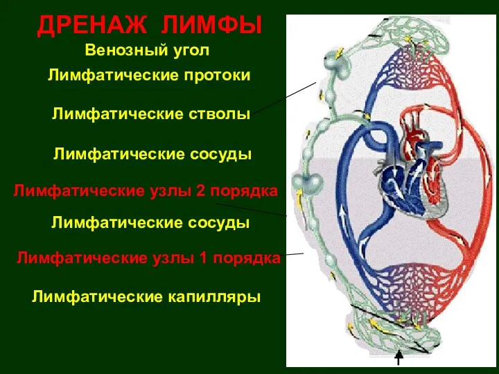 Лимфатические капилляры Лимфатические узлы 2 порядка Лимфатические сосуды Венозный угол