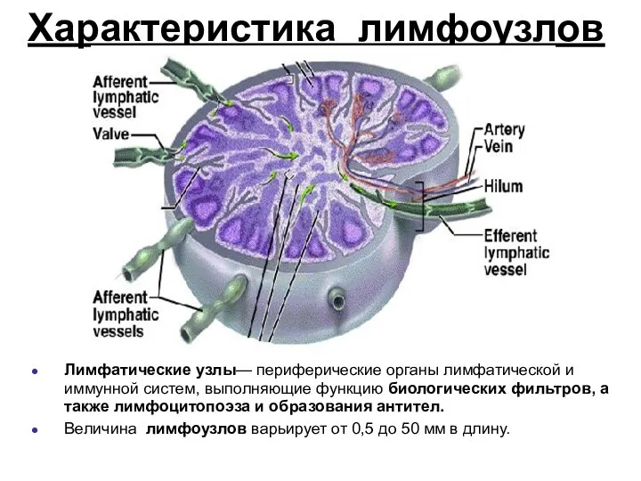 Характеристика лимфоузлов Лимфатические узлы— периферические органы лимфатической и иммунной систем,