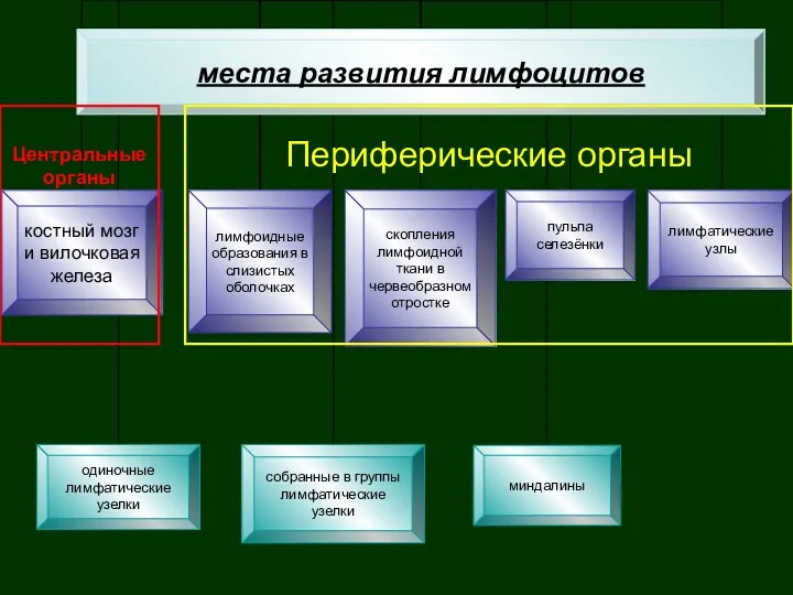 Центральные органы Периферические органы