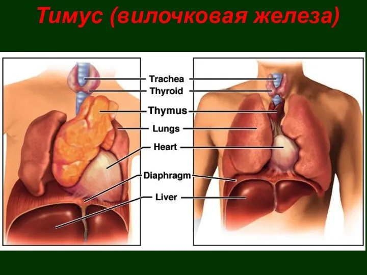 Тимус (вилочковая железа)