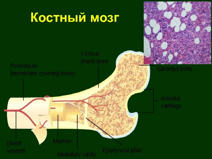 Костный мозг