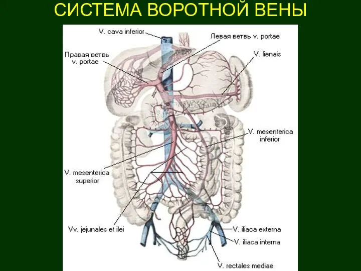 СИСТЕМА ВОРОТНОЙ ВЕНЫ