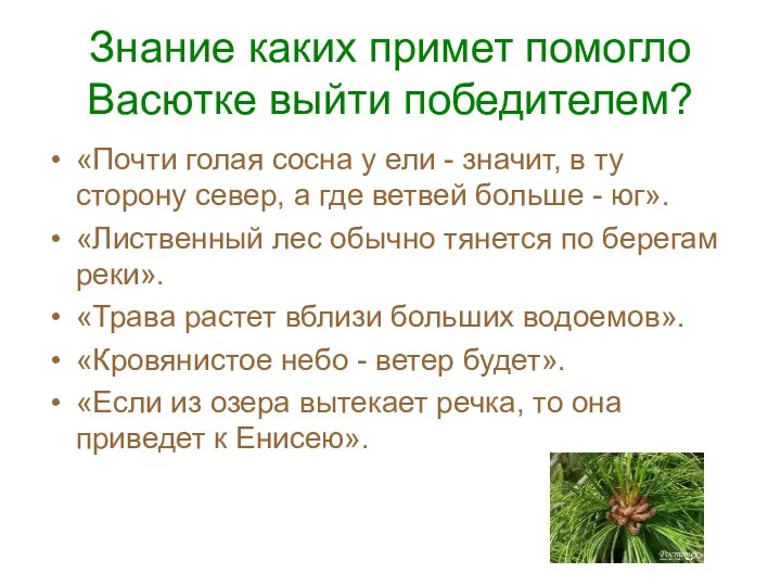 Знание каких примет помогло Васютке выйти победителем? «Почти голая сосна