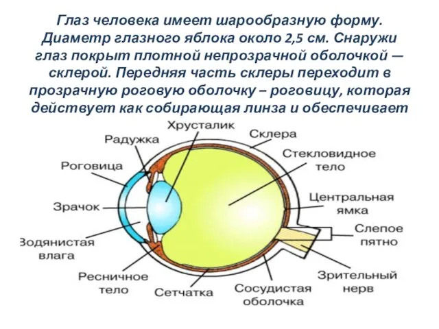 Глаз человека имеет шарообразную форму. Диаметр глазного яблока около 2,5 см. Снаружи глаз