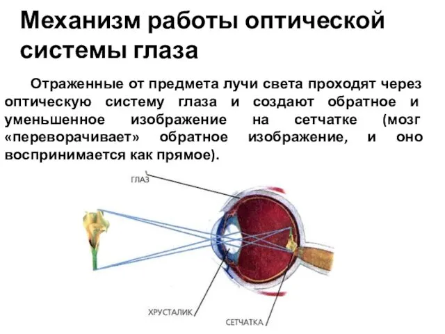 Механизм работы оптической системы глаза Отраженные от предмета лучи света проходят через оптическую