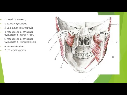 1-самай бұлшықеті; 2-шайнау бұлшыеті; 3-медиальді қанаттәрізді; 4-латеральді қанаттәрізді бұлшықетінің төменгі