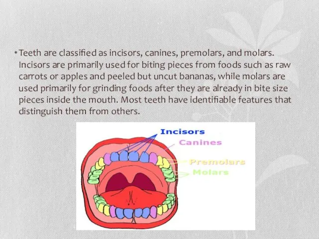 Teeth are classified as incisors, canines, premolars, and molars. Incisors