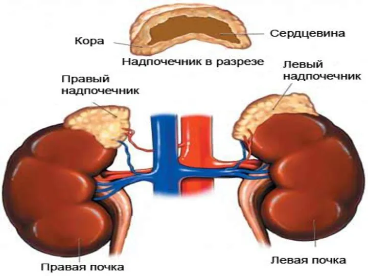 Аддисон сырқаты – пайда болу үшін бүйрек үсті безінің 9/10