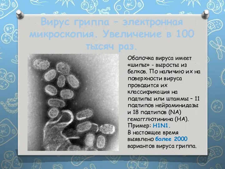Вирус гриппа – электронная микроскопия. Увеличение в 100 тысяч раз. Оболочка вируса имеет