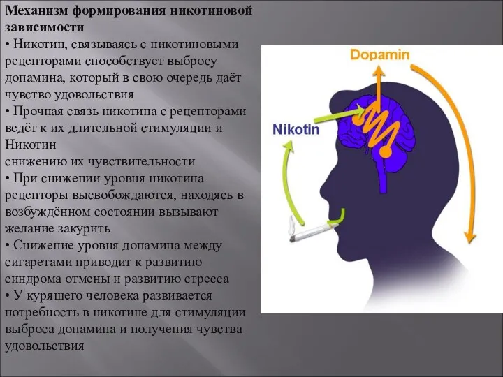 Механизм формирования никотиновой зависимости • Никотин, связываясь с никотиновыми рецепторами