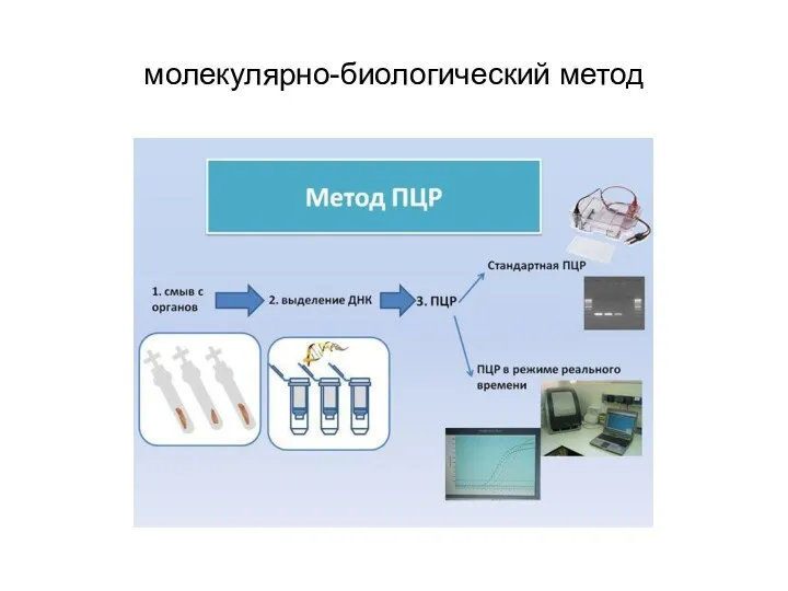 молекулярно-биологический метод