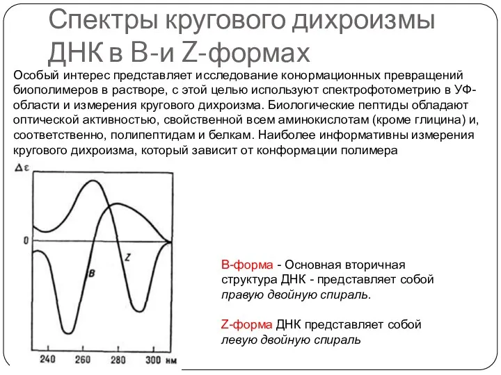 Спектры кругового дихроизмы ДНК в B-и Z-формах B-форма - Основная вторичная структура ДНК