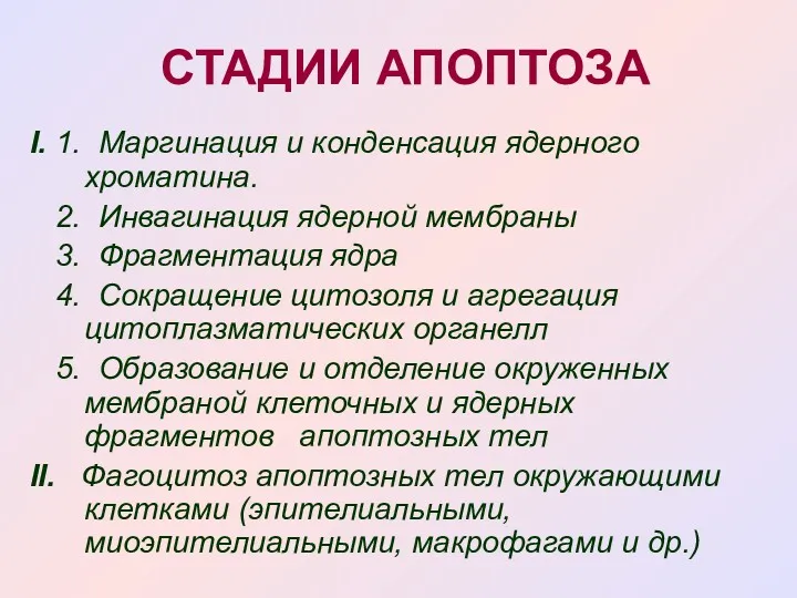 СТАДИИ АПОПТОЗА I. 1. Маргинация и конденсация ядерного хроматина. 2.