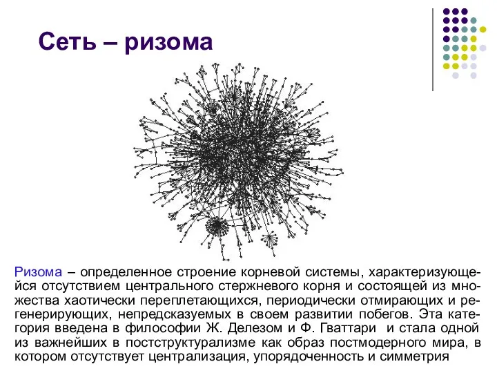 Сеть – ризома Ризома – определенное строение корневой системы, характеризующе-йся отсутствием центрального стержневого