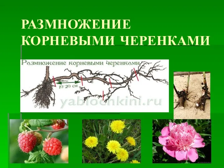 РАЗМНОЖЕНИЕ КОРНЕВЫМИ ЧЕРЕНКАМИ