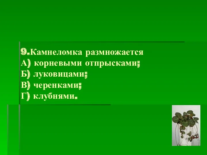 9.Камнеломка размножается А) корневыми отпрысками; Б) луковицами; В) черенками; Г) клубнями.