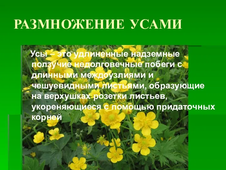 РАЗМНОЖЕНИЕ УСАМИ Усы – это удлиненные надземные ползучие недолговечные побеги