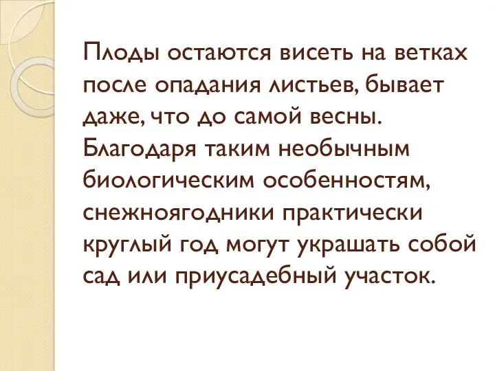 Плоды остаются висеть на ветках после опадания листьев, бывает даже,