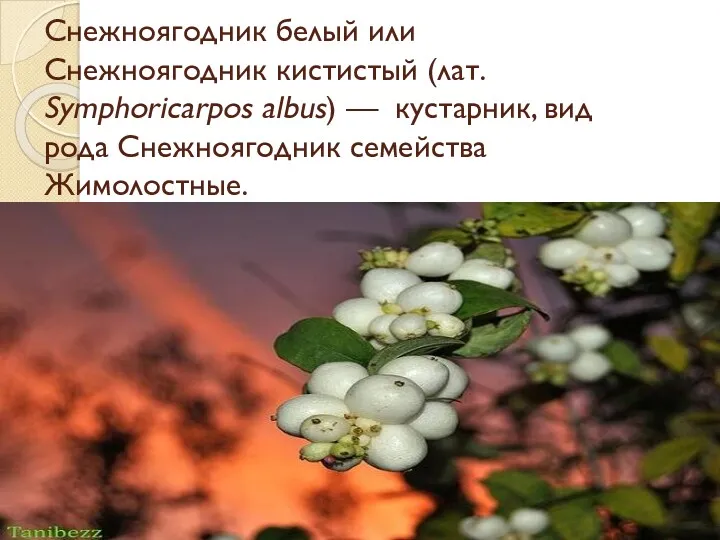 Снежноягодник белый или Снежноягодник кистистый (лат. Symphoricarpos albus) — кустарник, вид рода Снежноягодник семейства Жимолостные.